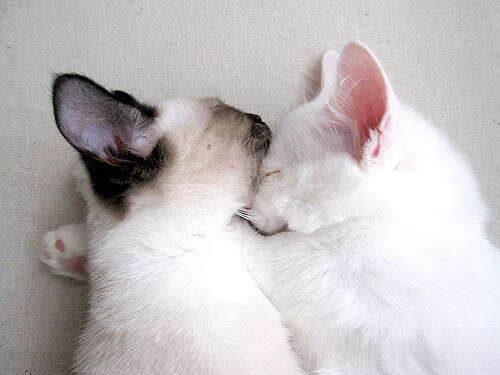 双塔阵容在现代篮球中的新生思路,双塔组合拿过什么冠军